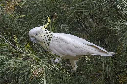 Sulphur-crested cockatoo, photo 3 of 3