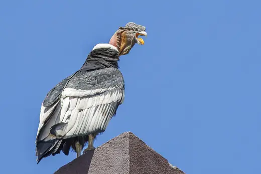 Andean condor, photo 1 of 3