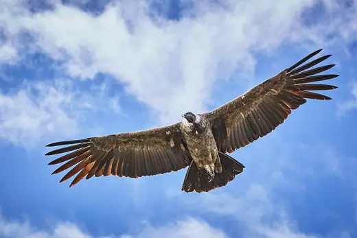 Andean condor, photo 2 of 3