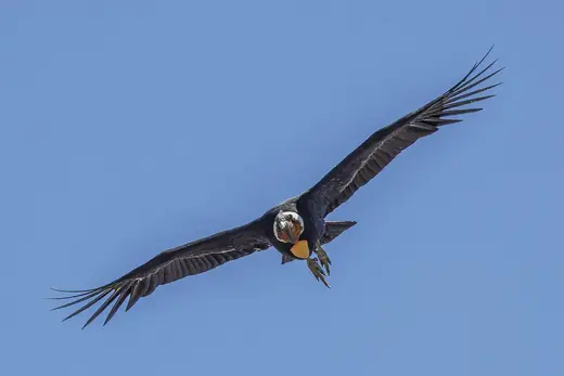 Andean condor, photo 3 of 3