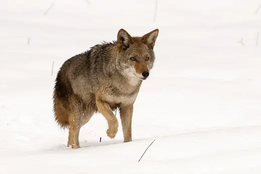 Coyote, photo 1 of 3