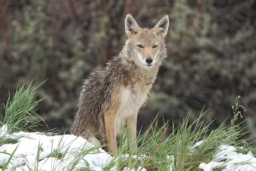 Coyote, photo 2 of 3