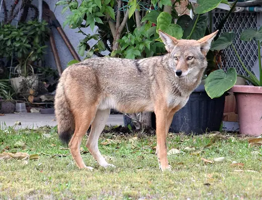 Coyote, photo 3 of 3