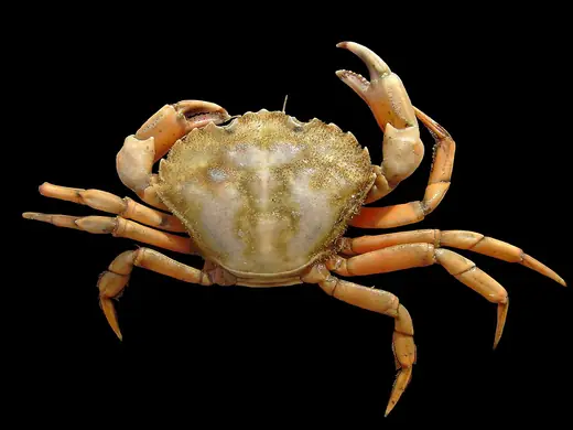 Shore crab, photo 1 of 3