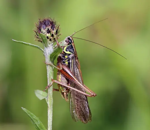 Roesel's bush-cricket, photo 1 of 3