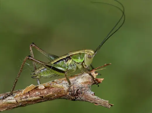 Roesel's bush-cricket, photo 3 of 3