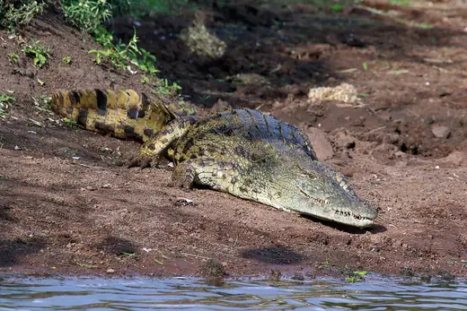 Nile crocodile, photo 1 of 3