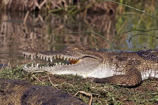 Nile crocodile, photo 2 of 3