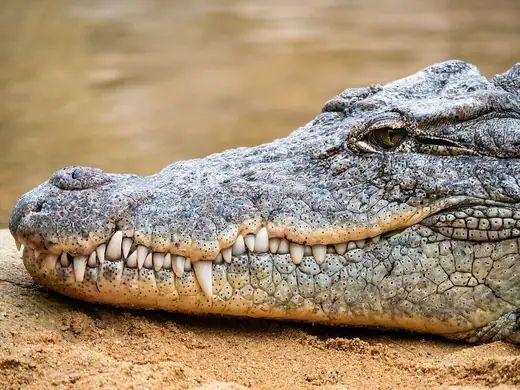 Nile crocodile, photo 3 of 3