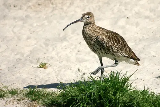 Curlew, photo 1
