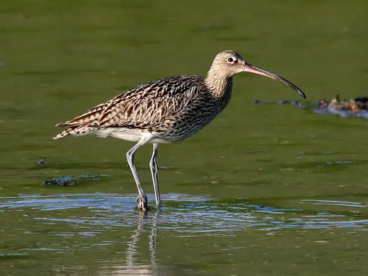 Curlew, photo 2