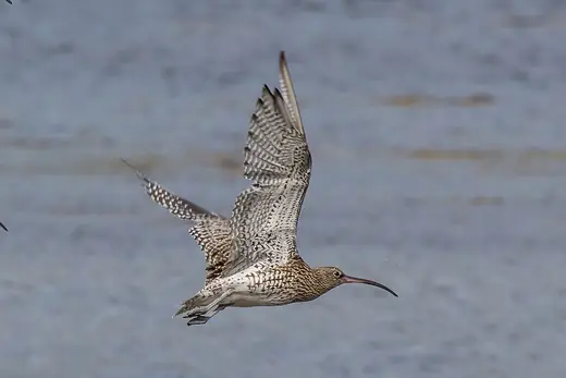 Curlew, photo 3