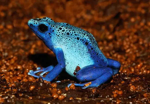 Blue poison dart frog, photo 1 of 3