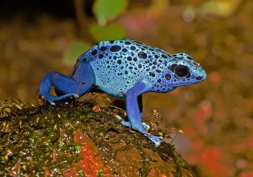 Blue poison dart frog, photo 2 of 3