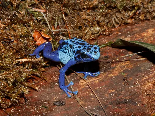 Blue poison dart frog, photo 3 of 3