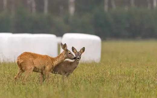 Roe deer, photo 1 of 3