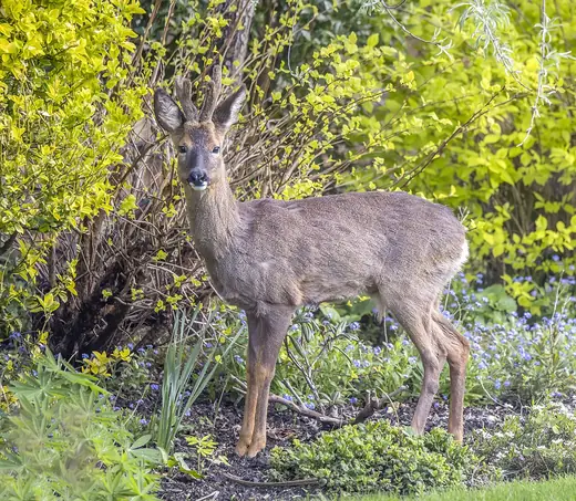 Roe deer, photo 2 of 3