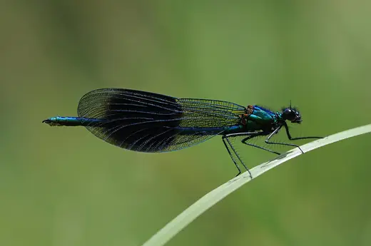 Banded demoiselle, photo 1 of 3