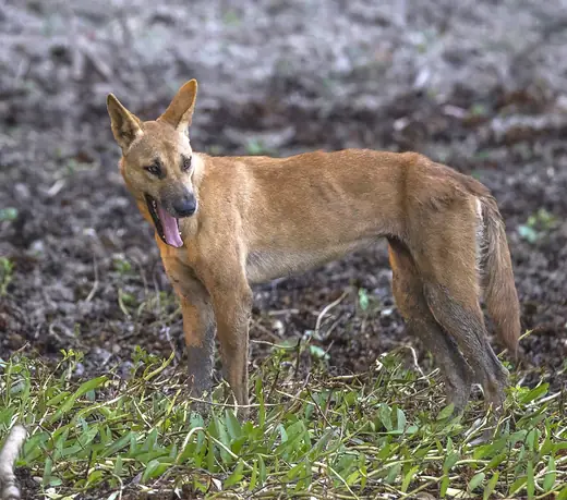 Dingo, photo 1 of 3