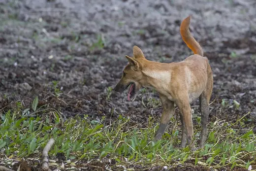 Dingo, photo 2 of 3