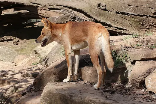 Dingo, photo 3 of 3