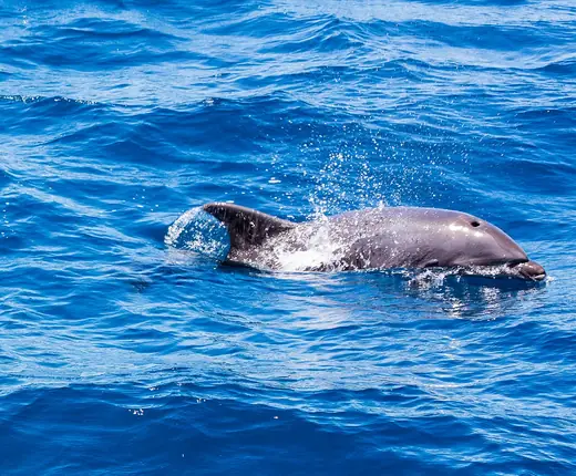 Bottlenose dolphin, photo 1 of 3
