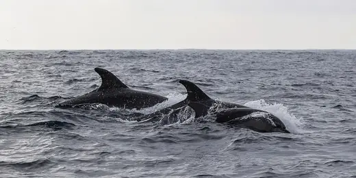 Bottlenose dolphin, photo 2 of 3