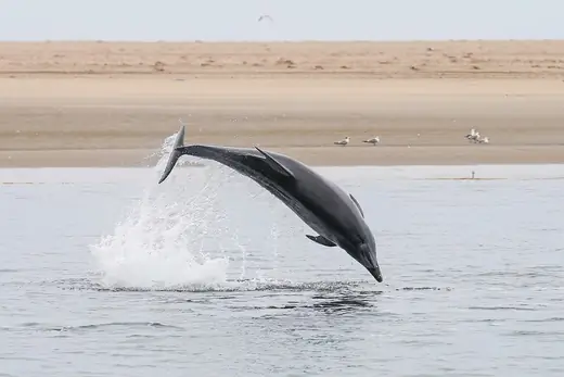 Bottlenose dolphin, photo 3 of 3