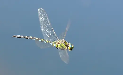 Southern hawker, photo 1 of 3