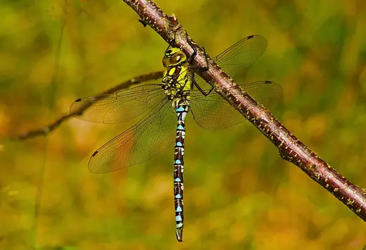 Southern hawker, photo 2 of 3
