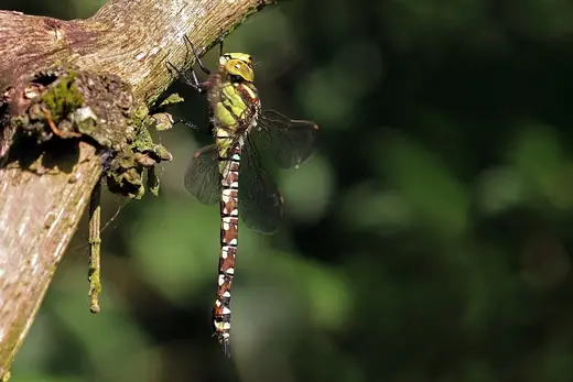 Southern hawker, photo 3 of 3