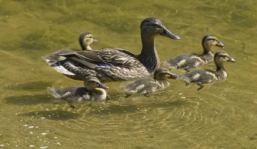 Mallard and ducklings, photo 1 of 3