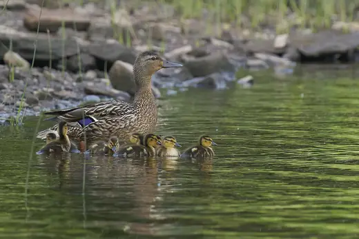 Mallard and ducklings, photo 3 of 3