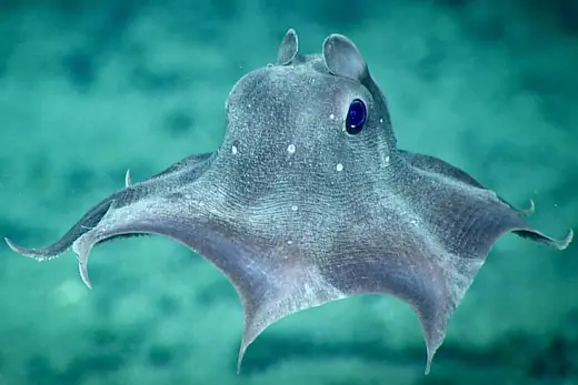Dumbo octopus, photo 1 of 3