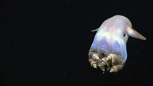 Dumbo octopus, photo 2 of 3