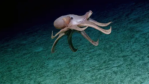 Dumbo octopus, photo 3 of 3