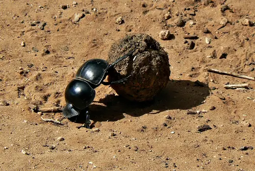Dung beetle, photo 1 of 3