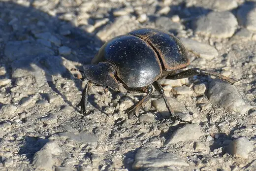 Dung beetle, photo 2 of 3