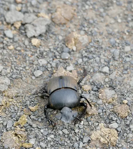 Dung beetle, photo 3 of 3