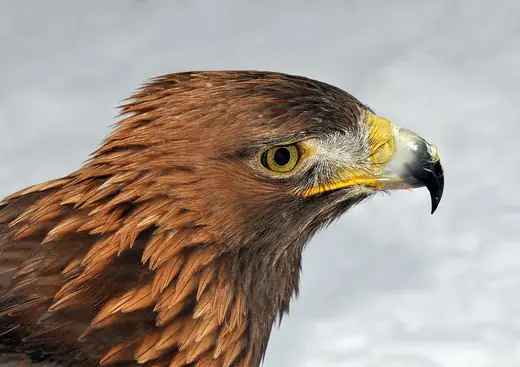 Golden eagle, photo 1