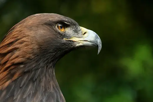 Golden eagle, photo 2