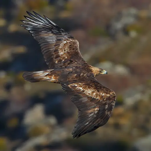 Golden eagle, photo 3