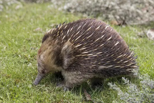 Short-beaked echidna, photo 1 of 3