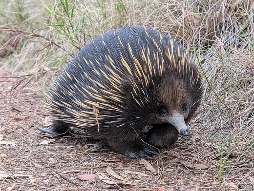 Short-beaked echidna, photo 2 of 3