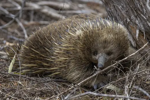 Short-beaked echidna, photo 3 of 3