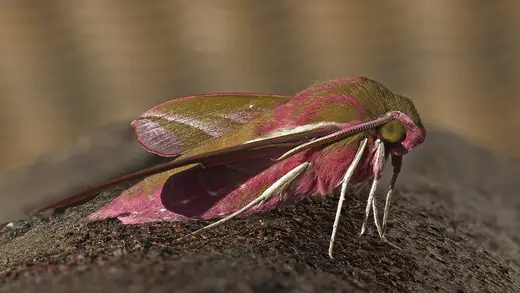 Elephant hawk-moth, photo 1 of 3
