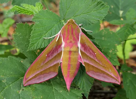 Elephant hawk-moth, photo 2 of 3