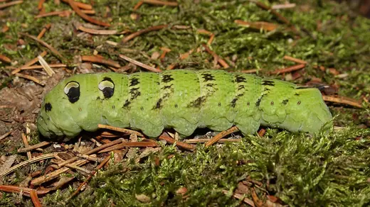 Elephant hawk-moth, photo 3 of 3