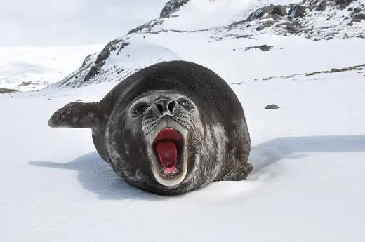 Southern elephant seal, photo 1 of 3