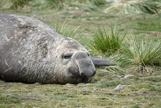 Southern elephant seal, photo 2 of 3